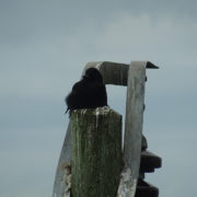 Carrion crow