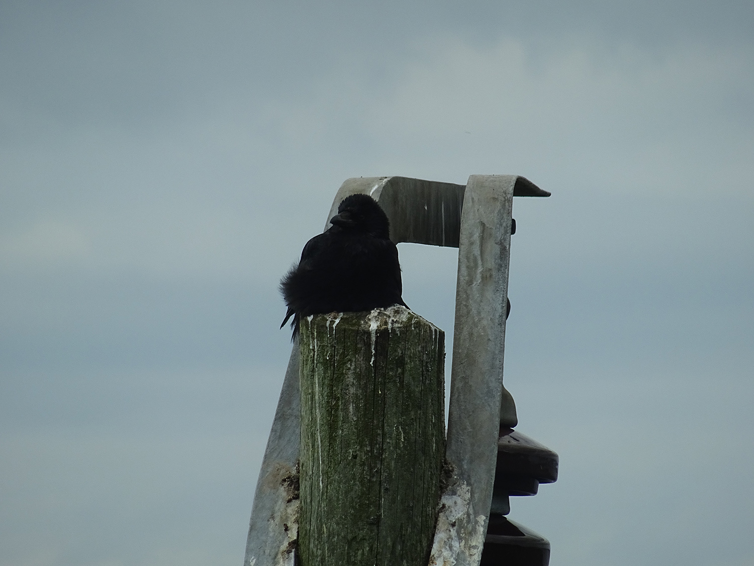 Carrion crow