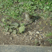 Female Chaffinch