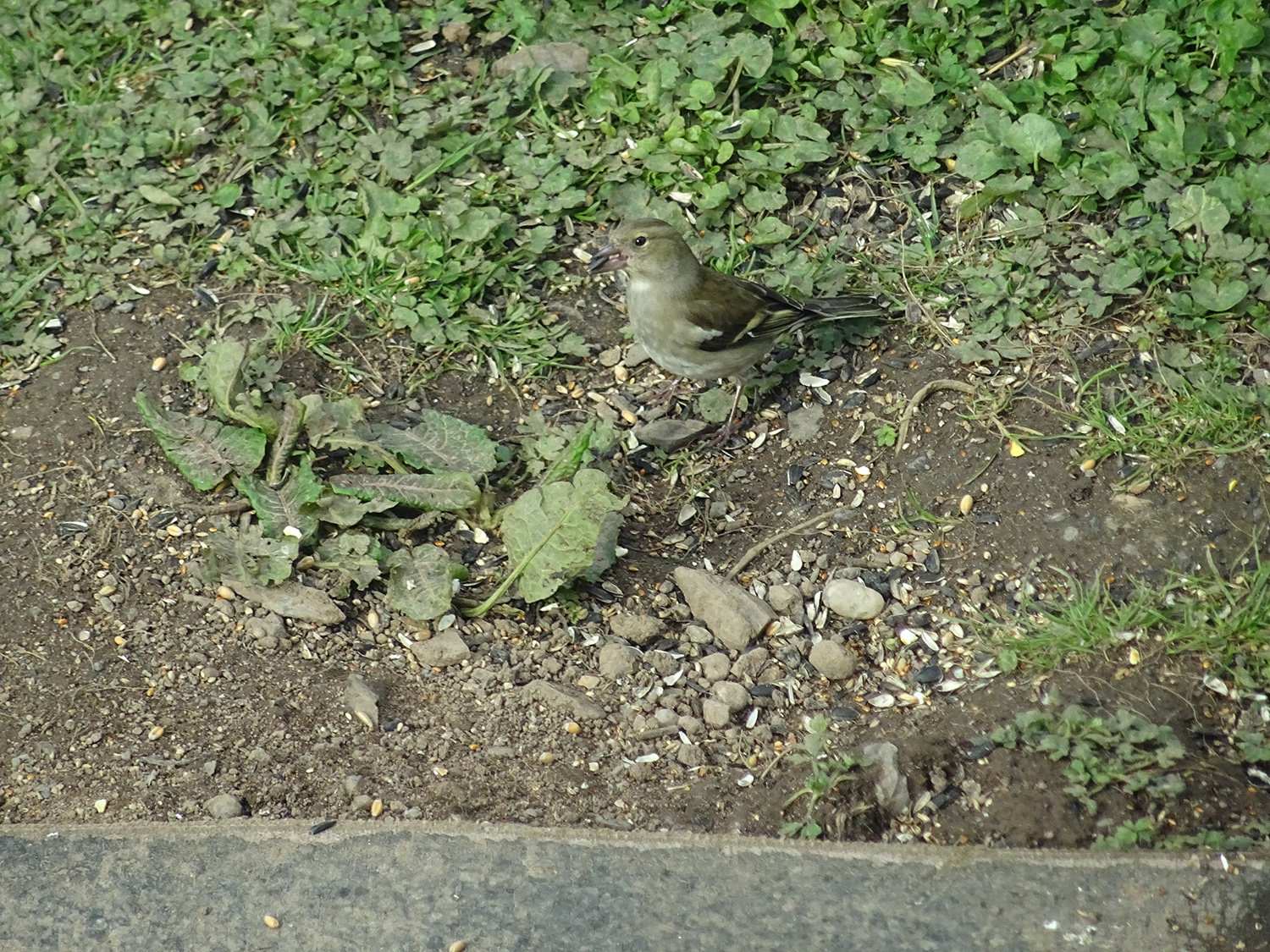 Female Chaffinch