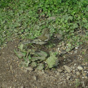 Female Chaffinch