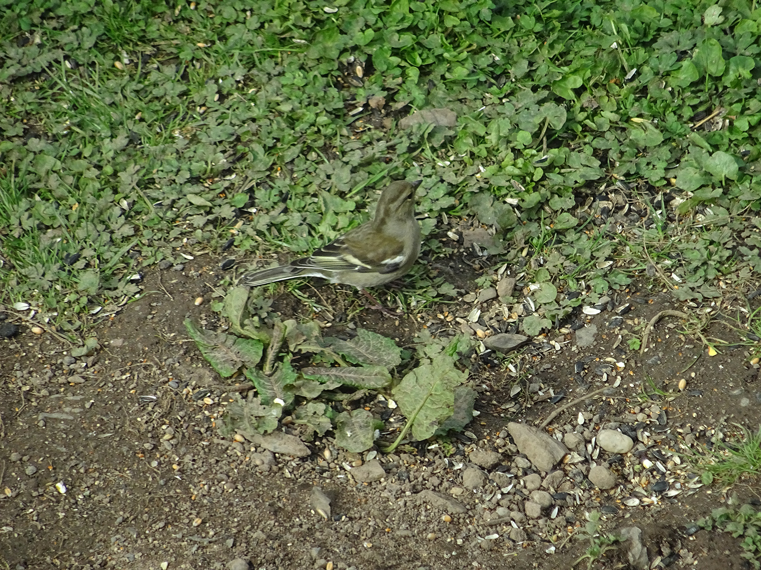 Female Chaffinch