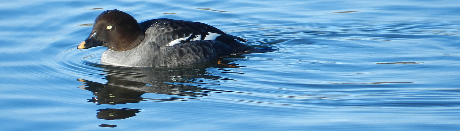 Goldeneye in water