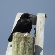 Carrion crow