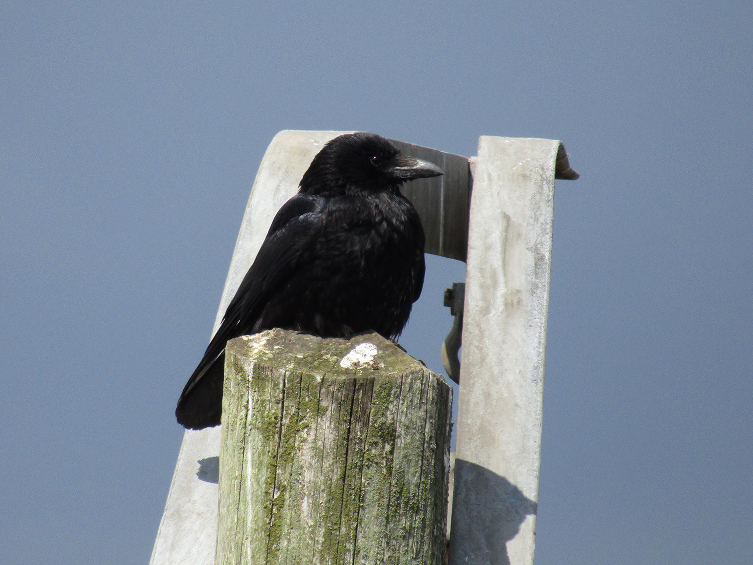 Carrion crow