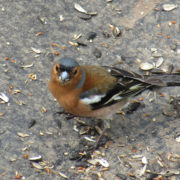 Coal tit