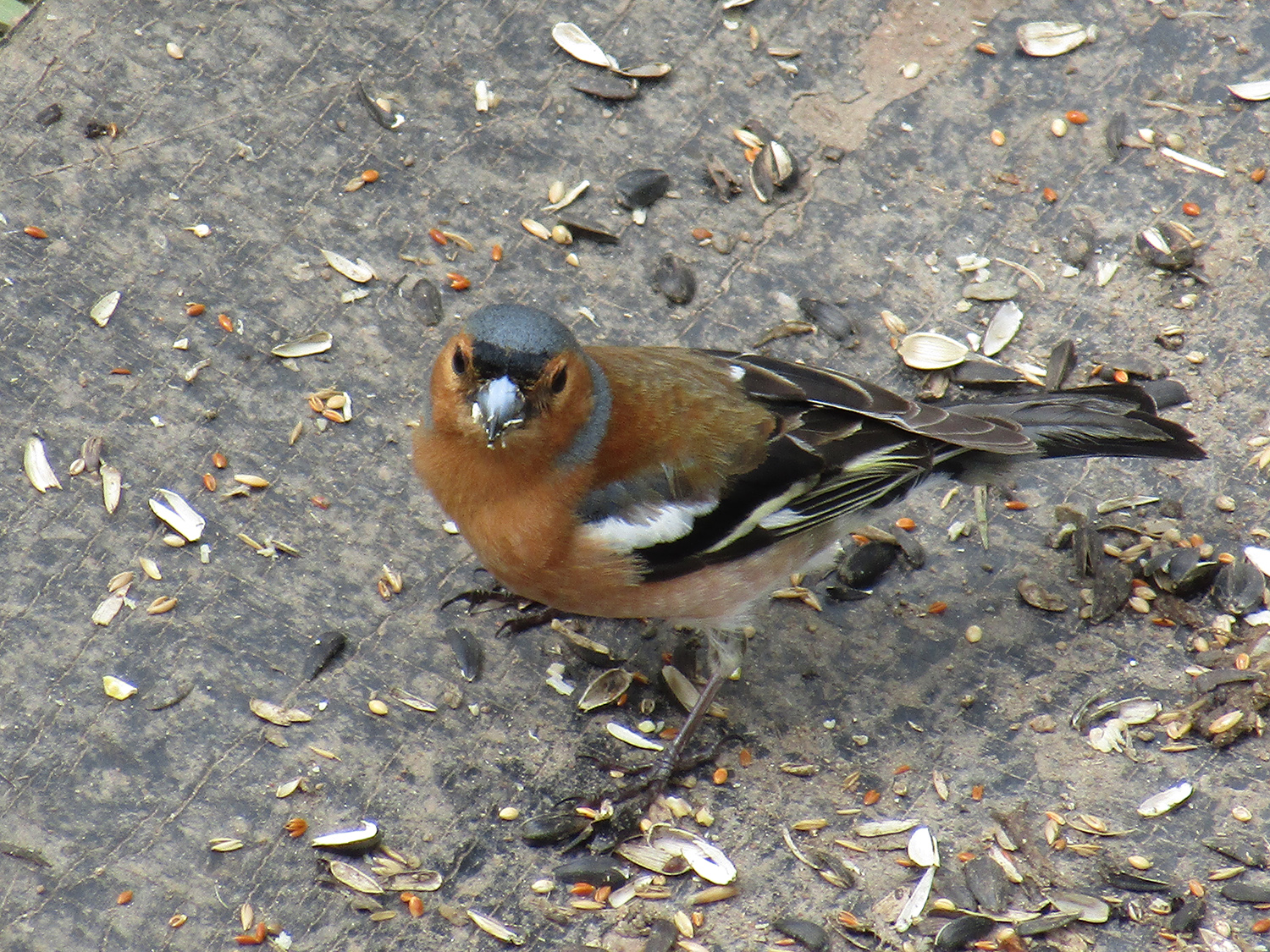 Coal tit