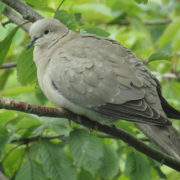 Collared dove