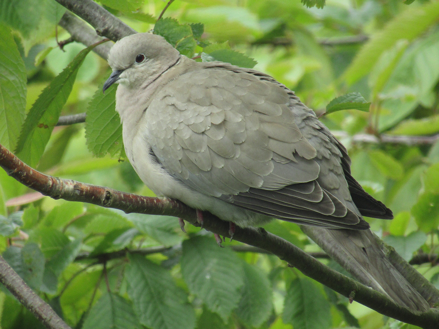 Collared dove Montrose Basin Species Database