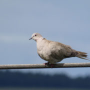 Collared dove