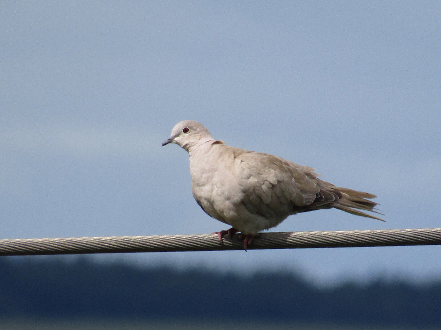 Collared dove