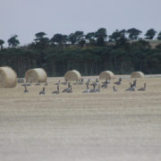 Canada geese in field