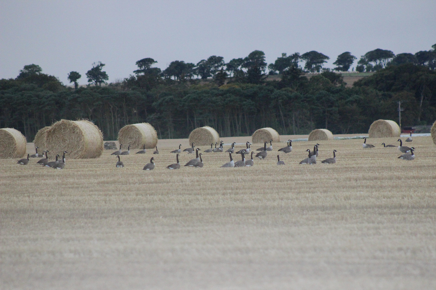 Canada geese in field