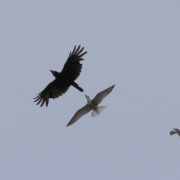 Tern and Crow