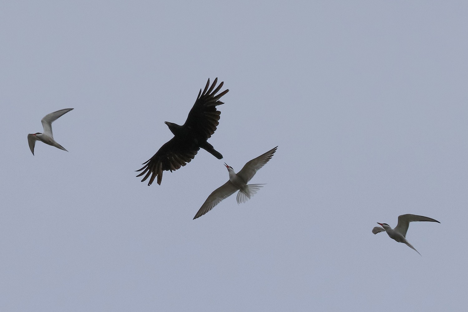 Tern and Crow