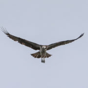 Osprey