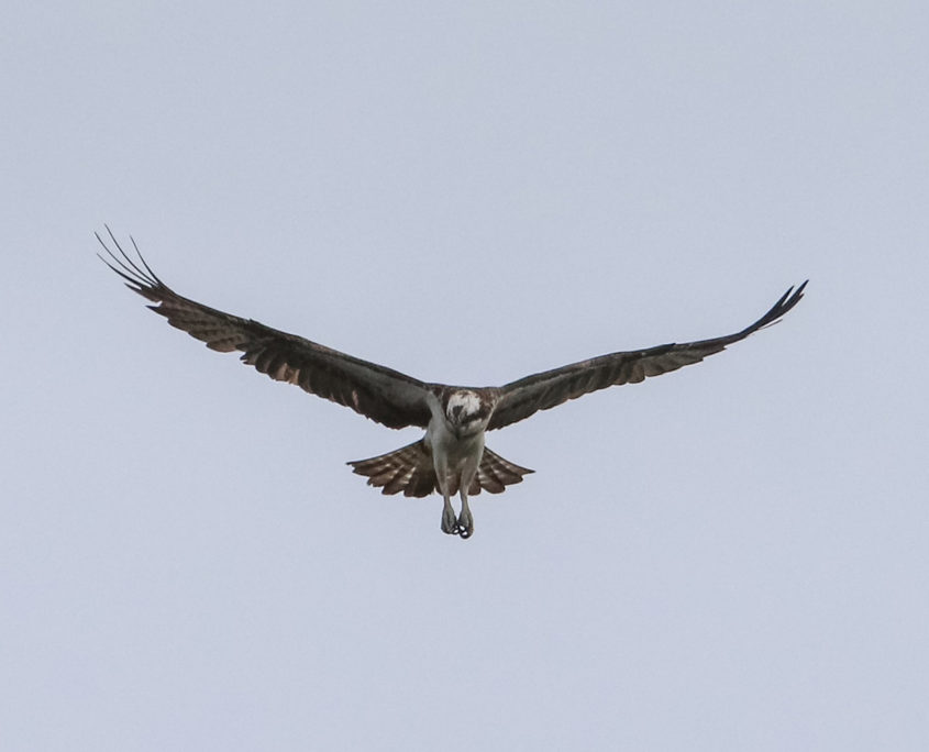 Osprey