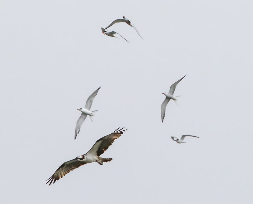 Osprey