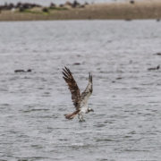 Osprey fishing