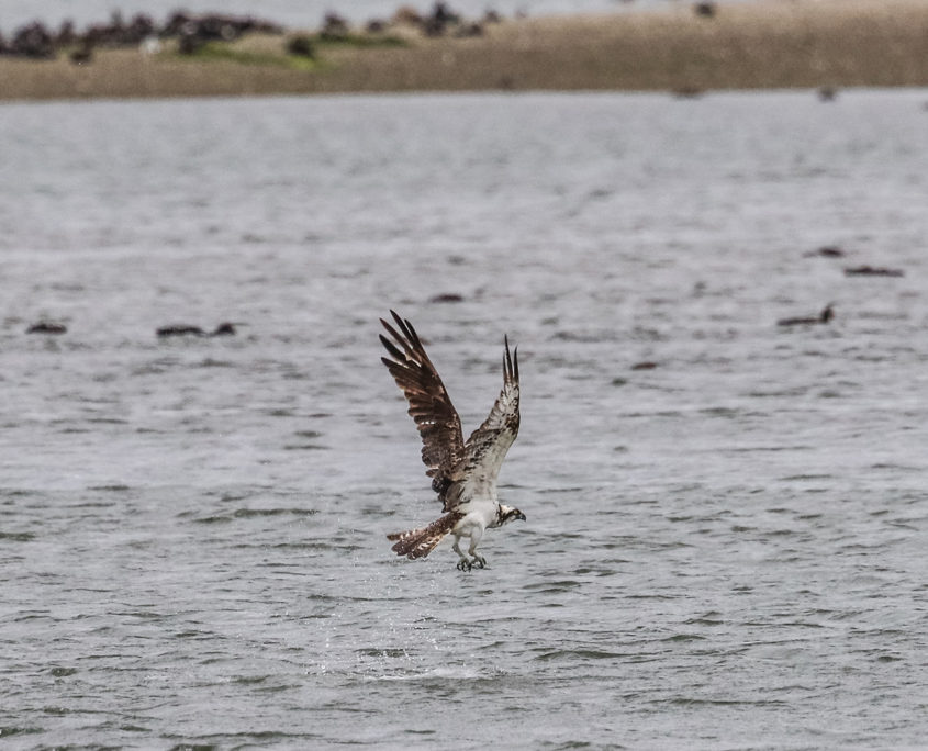 Osprey fishing