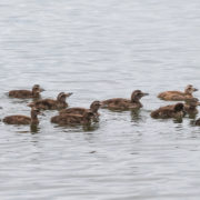 Juvenile Eider duck