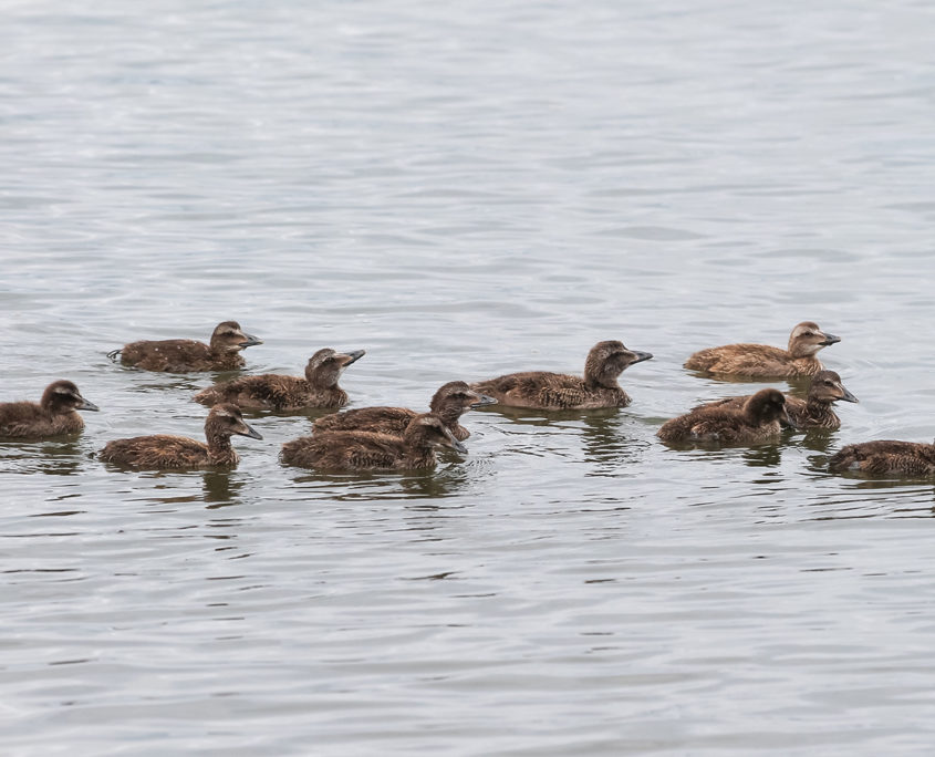 Juvenile Eider duck