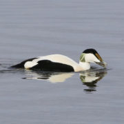 Eider duck