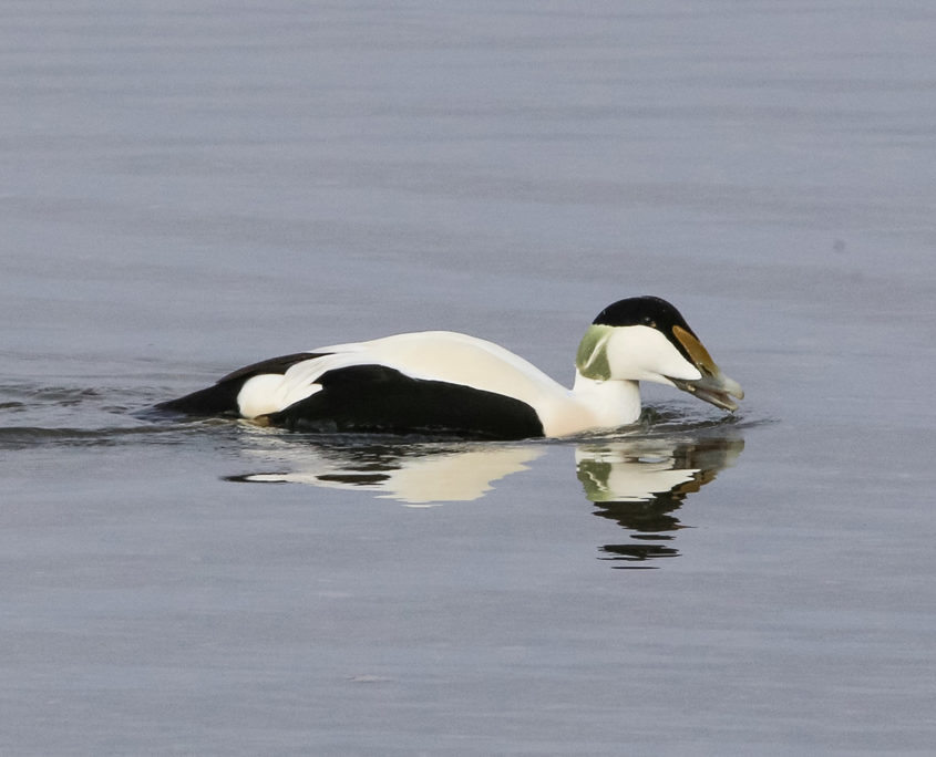 Eider duck