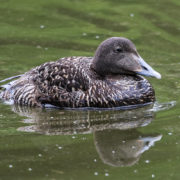 Eider duck