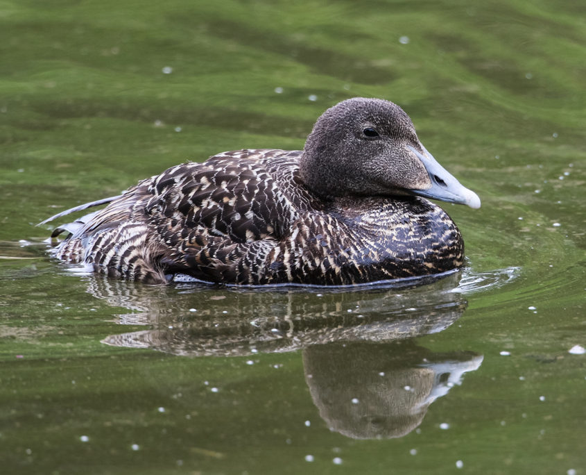 Eider duck