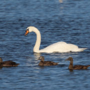 Mute swan and Eider