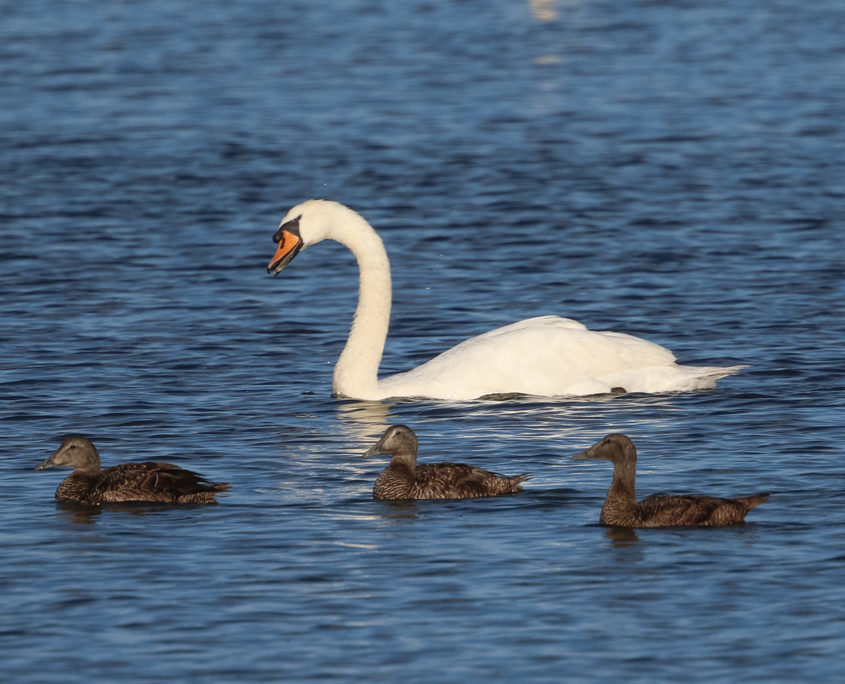 Mute swan and Eider