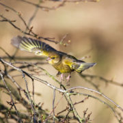 Greenfinch