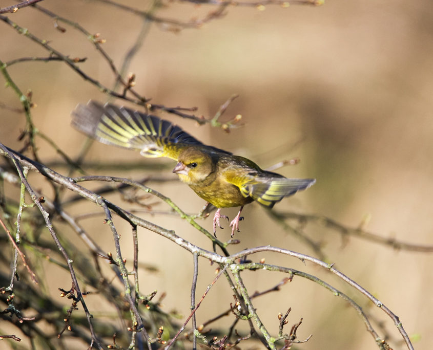 Greenfinch