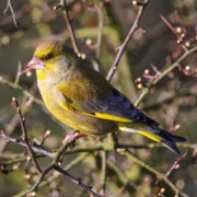 Greenfinch