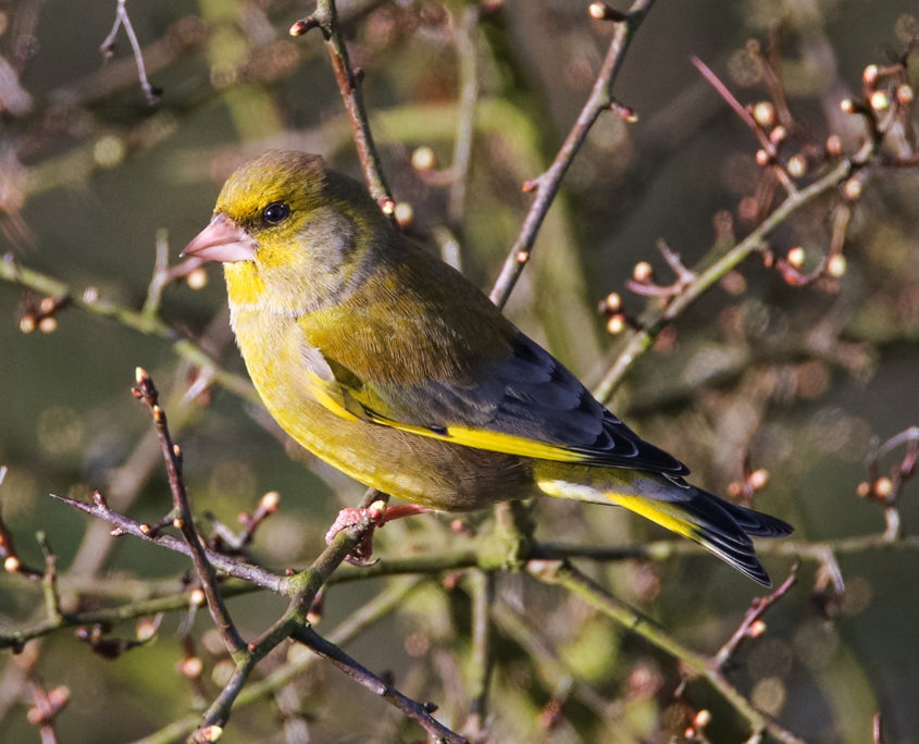 Greenfinch