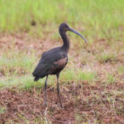 Glossy ibis