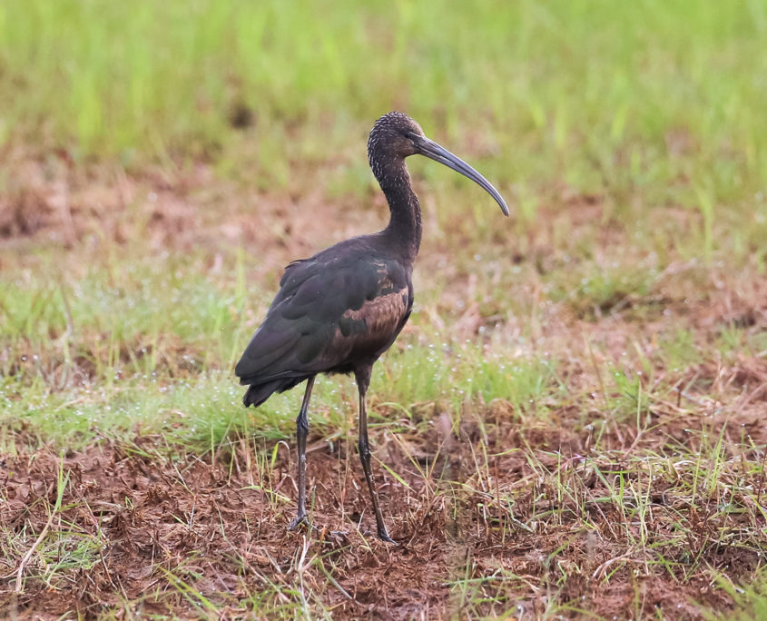 Glossy ibis