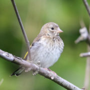 Goldfinch (juvenile)