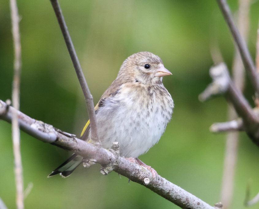 Goldfinch (juvenile)