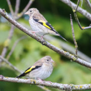 Goldfinch (juveniles)