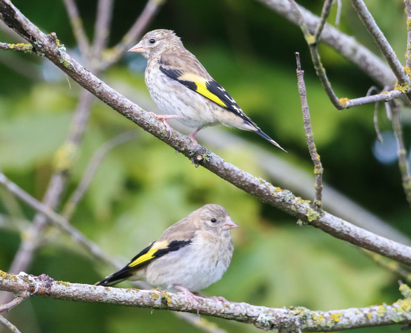 Goldfinch (juveniles)