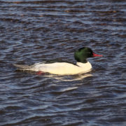 Goosander