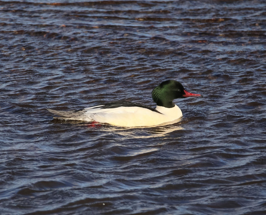 Goosander