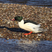 Goosander