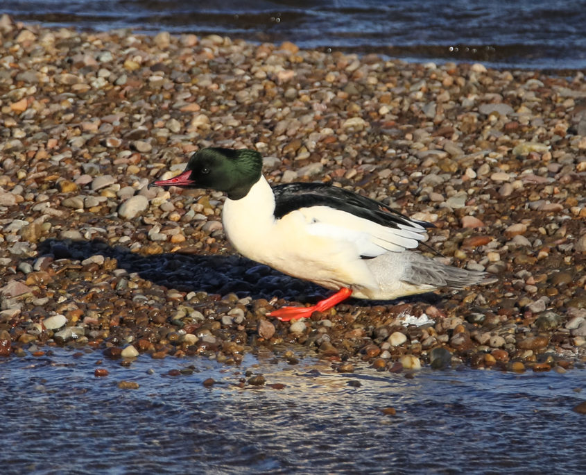 Goosander