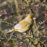 Greenfinch