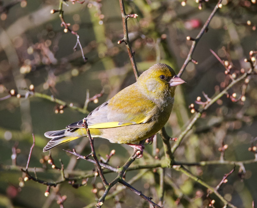 Greenfinch