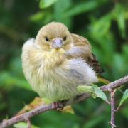 Greenfinch chick