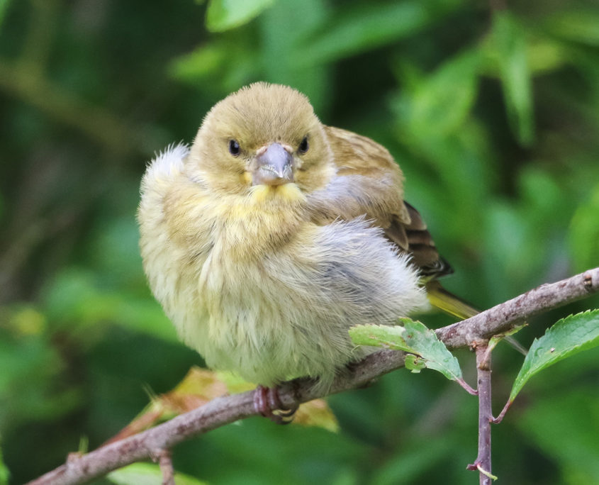 Greenfinch chick